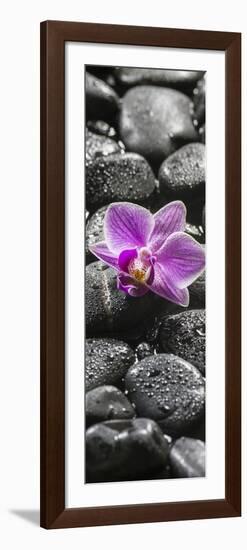Orchid Blossom on Black Stones-Uwe Merkel-Framed Photographic Print