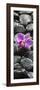 Orchid Blossom on Black Stones-Uwe Merkel-Framed Photographic Print