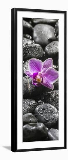 Orchid Blossom on Black Stones-Uwe Merkel-Framed Photographic Print