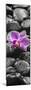 Orchid Blossom on Black Stones-Uwe Merkel-Mounted Photographic Print