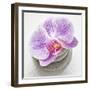 Orchid Blossom on Tower Made of Stones-Uwe Merkel-Framed Photographic Print