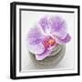 Orchid Blossom on Tower Made of Stones-Uwe Merkel-Framed Photographic Print