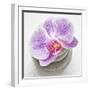 Orchid Blossom on Tower Made of Stones-Uwe Merkel-Framed Photographic Print