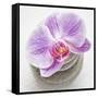Orchid Blossom on Tower Made of Stones-Uwe Merkel-Framed Stretched Canvas