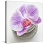 Orchid Blossom on Tower Made of Stones-Uwe Merkel-Stretched Canvas