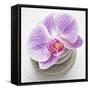 Orchid Blossom on Tower Made of Stones-Uwe Merkel-Framed Stretched Canvas