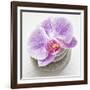 Orchid Blossom on Tower Made of Stones-Uwe Merkel-Framed Photographic Print