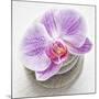 Orchid Blossom on Tower Made of Stones-Uwe Merkel-Mounted Photographic Print