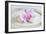 Orchid Blossom on White Sand-Uwe Merkel-Framed Photographic Print