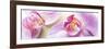 Orchid Blossoms on White Sand-Uwe Merkel-Framed Photographic Print