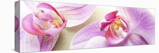 Orchid Blossoms on White Sand-Uwe Merkel-Stretched Canvas