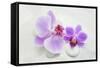 Orchid Blossoms on White Sand-Uwe Merkel-Framed Stretched Canvas