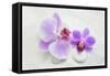 Orchid Blossoms on White Sand-Uwe Merkel-Framed Stretched Canvas