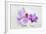 Orchid Blossoms on White Sand-Uwe Merkel-Framed Photographic Print