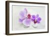 Orchid Blossoms on White Sand-Uwe Merkel-Framed Photographic Print