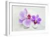 Orchid Blossoms on White Sand-Uwe Merkel-Framed Photographic Print