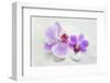 Orchid Blossoms on White Sand-Uwe Merkel-Framed Photographic Print