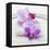 Orchid Blossoms on White Sand-Uwe Merkel-Framed Stretched Canvas