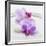 Orchid Blossoms on White Sand-Uwe Merkel-Framed Photographic Print