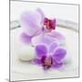 Orchid Blossoms on White Sand-Uwe Merkel-Mounted Photographic Print