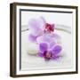 Orchid Blossoms on White Sand-Uwe Merkel-Framed Photographic Print