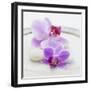 Orchid Blossoms on White Sand-Uwe Merkel-Framed Photographic Print