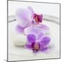 Orchid Blossoms on White Sand-Uwe Merkel-Mounted Photographic Print