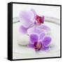 Orchid Blossoms on White Sand-Uwe Merkel-Framed Stretched Canvas