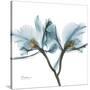 Orchid Blue-Albert Koetsier-Stretched Canvas