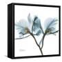 Orchid Blue-Albert Koetsier-Framed Stretched Canvas