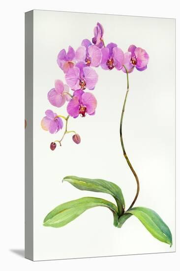 Orchid Botanical, 2013-John Keeling-Stretched Canvas