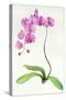 Orchid Botanical, 2013-John Keeling-Stretched Canvas