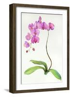 Orchid Botanical, 2013-John Keeling-Framed Giclee Print