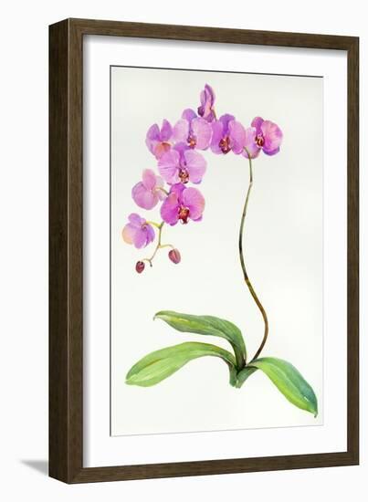Orchid Botanical, 2013-John Keeling-Framed Giclee Print