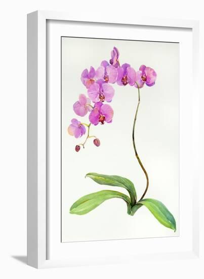 Orchid Botanical, 2013-John Keeling-Framed Giclee Print