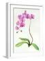 Orchid Botanical, 2013-John Keeling-Framed Giclee Print