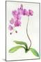 Orchid Botanical, 2013-John Keeling-Mounted Giclee Print