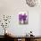 Orchid Bouquet-Karyn Millet-Photographic Print displayed on a wall