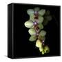 Orchid Cascade-Magda Indigo-Framed Stretched Canvas