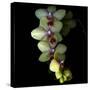 Orchid Cascade-Magda Indigo-Stretched Canvas