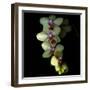 Orchid Cascade-Magda Indigo-Framed Photographic Print