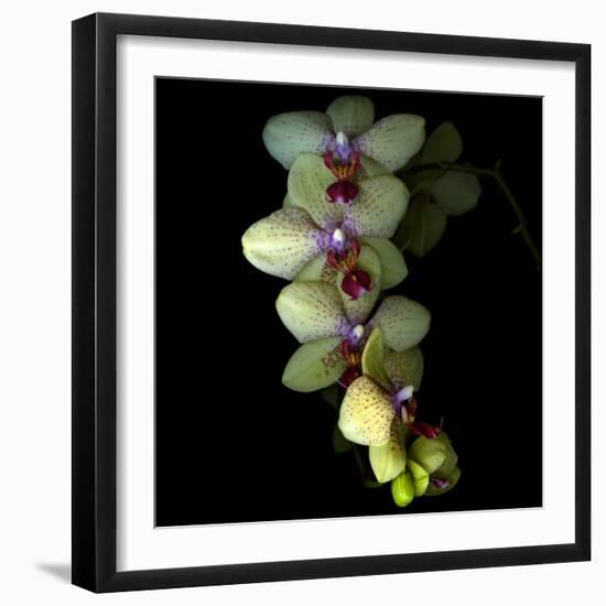 Orchid Cascade-Magda Indigo-Framed Photographic Print