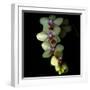 Orchid Cascade-Magda Indigo-Framed Photographic Print