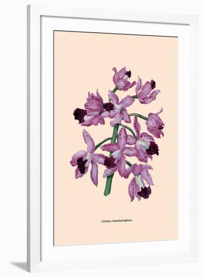 Orchid: Cattleya Amethystoglossa-null-Framed Art Print