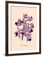 Orchid: Cattleya Amethystoglossa-null-Framed Art Print