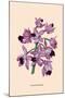 Orchid: Cattleya Amethystoglossa-null-Mounted Art Print