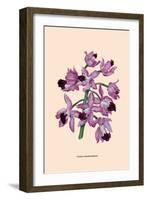 Orchid: Cattleya Amethystoglossa-null-Framed Art Print