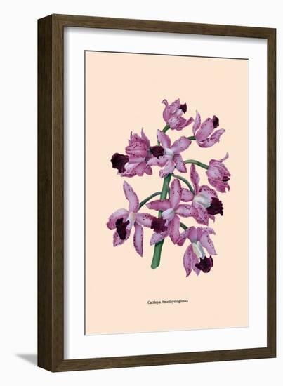 Orchid: Cattleya Amethystoglossa-null-Framed Art Print