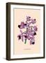 Orchid: Cattleya Amethystoglossa-null-Framed Art Print