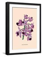 Orchid: Cattleya Amethystoglossa-null-Framed Art Print